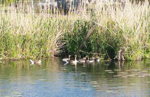 Traumhaus-auf-dem-Wasser-Modernisiertes-Hausboot-13-x-4-m - Foto 17