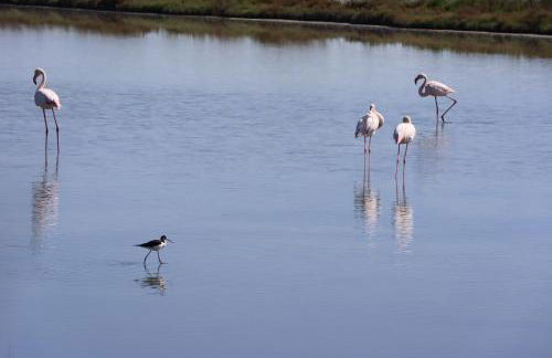 Il nido di Spina - Foto 17