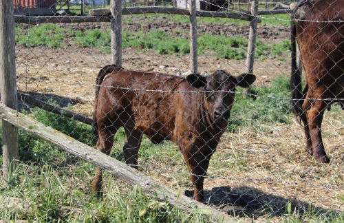 Podere Del Gesso - Foto 9