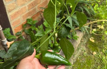 Chalé verde - vila do Abraão - Foto 23