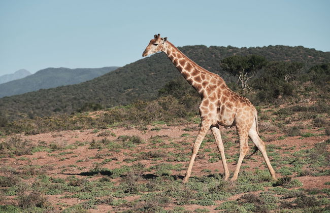 AfriCamps Klein Karoo - Foto 18