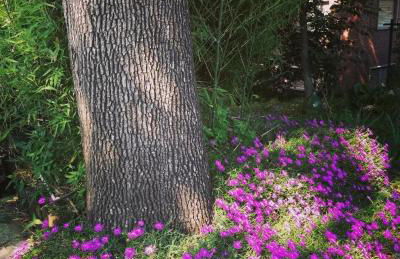 Antica Quercia Apartment - Photo 23