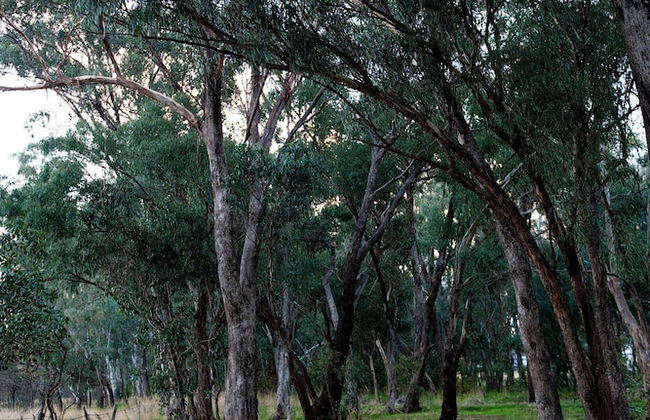 Byronsvale Vineyard and Accommodation - Foto 15