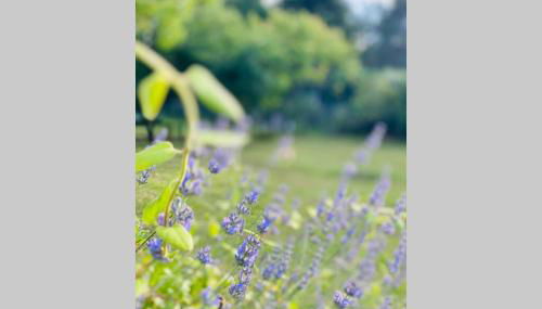 Chez Dedette - Photo 4