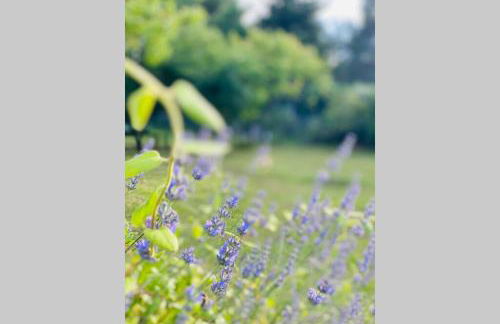 Chez Dedette - Foto 4