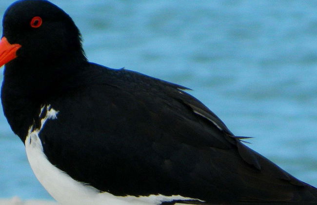 Paseo en barco con avistamiento de aves - Foto 1
