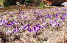 Domek Kojsówka - Foto 4