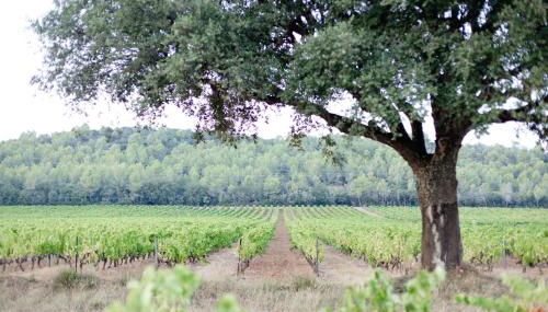 Domaine De Sigalous - Photo 4, Garden, Garden view