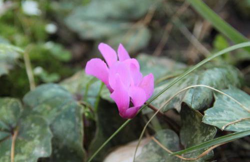 Apartments FRAGOLINA - Photo 68