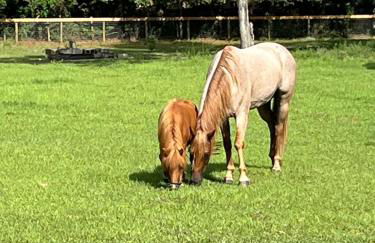 Double D Ranch - Foto 34