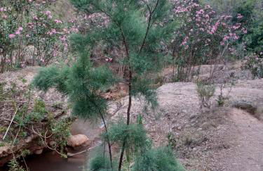 Finca Rolani,beheizbarer Pool, absolut Privat - Foto 67