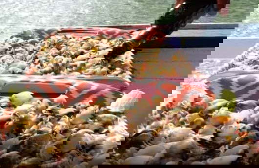 Passeio de barco gastronômico pela lagoa de Guaraíras - Foto 5