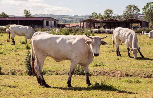 Tenuta la Fratta - Photo 34
