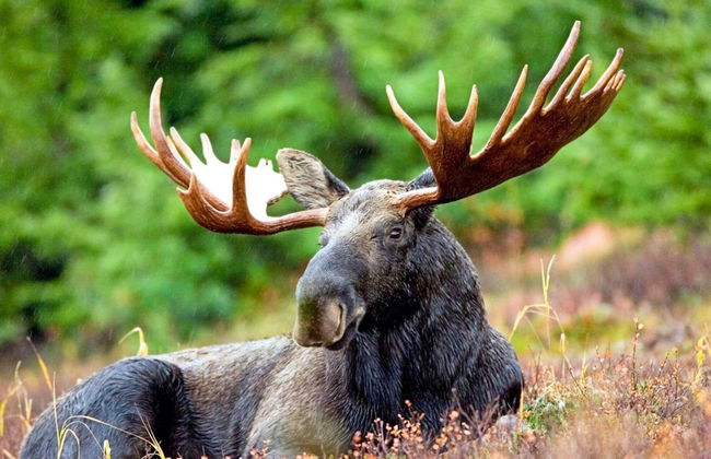 4 Person Holiday Home in Sandhem - Foto 5