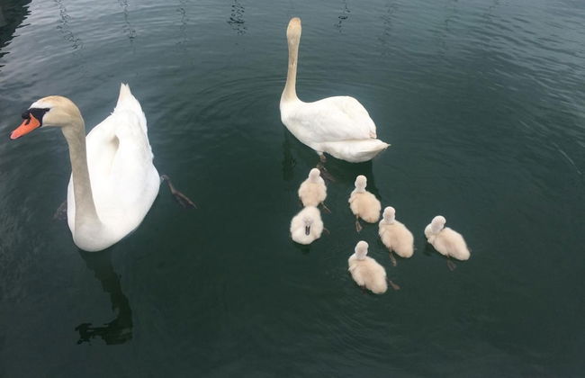 Les Nuits Insolites de Madine - Foto 32