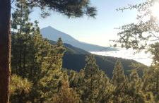 Tropical Leaves Puerto de la Cruz Tenerife - Foto 26