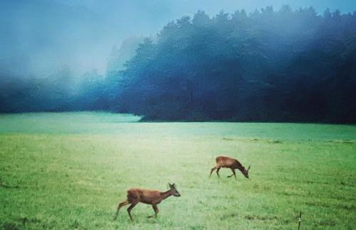 Domaine de Cazal - Gîte 2 pers avec piscine au cœur de 26 hectares de nature préservée - Foto 27