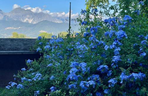 plumbago blue - Foto 1