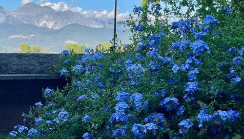 plumbago blue - Foto 1