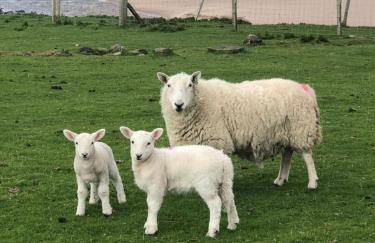 Sea View Cabin - Foto 35