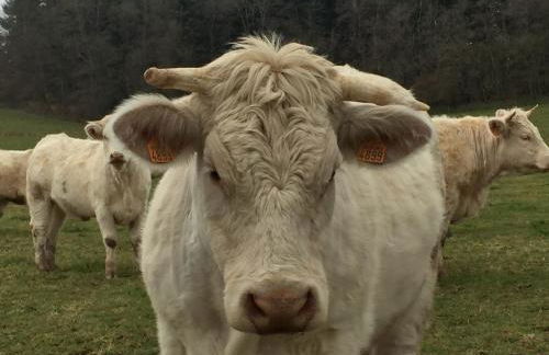 Les Perruchons ancienne grange rénovée avec soin - Foto 52