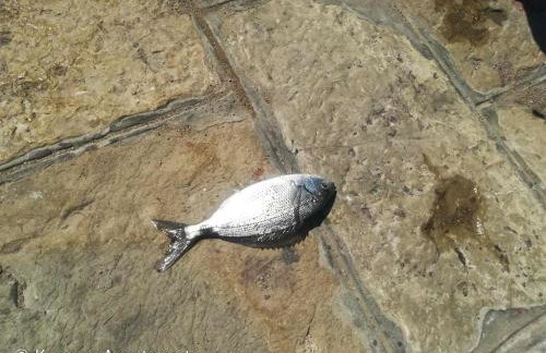 Kvarner Apartments - Mošćenička Draga - Photo 20