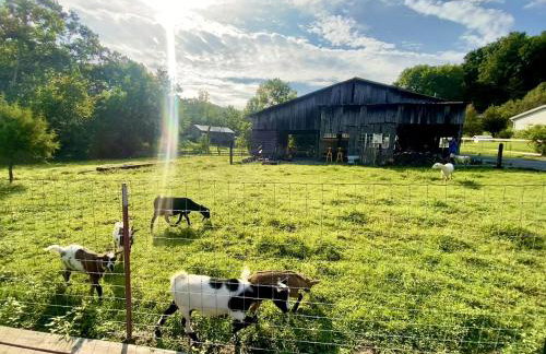 Creekside A-Frame Retreat with Treehouse Views, Hammock Lounge & Indoor-Outdoor Shower in New Port, Tennessee - Foto 23