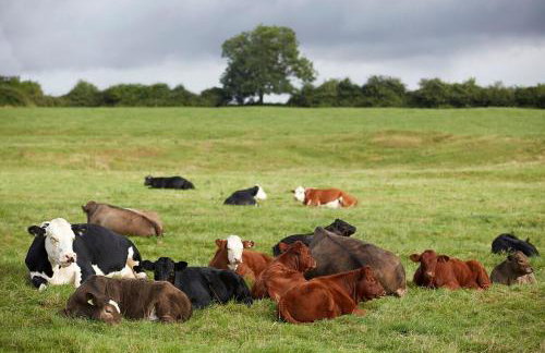 Grey's Court Cottages - Foto 34