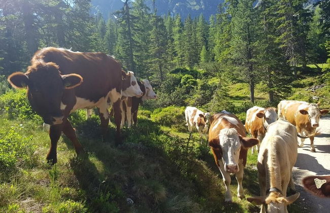 Room-holiday Home Kahr Apartment Roßbran - Photo 7