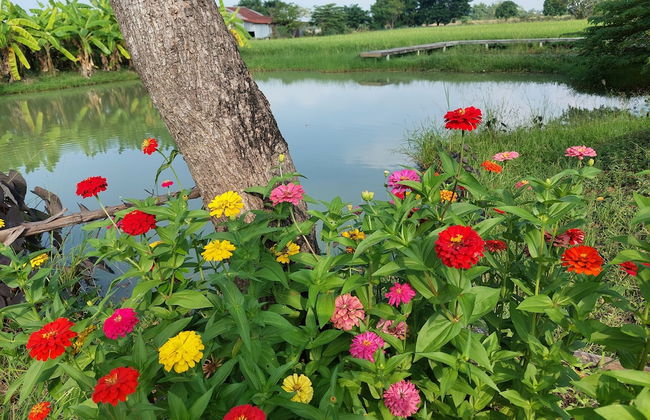 Tung Na Pa Suan Farmstay - Photo 25