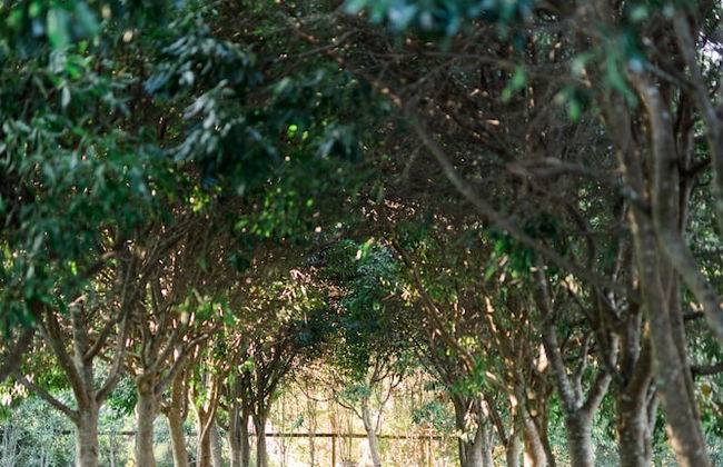 Shambala Estate - Photo 18