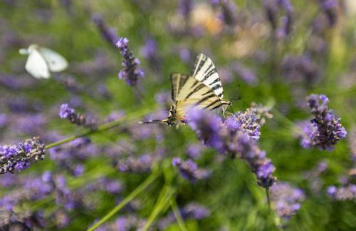 Villa Fuma by Istrialux - Foto 25