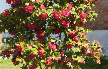 Ca' d'la nona casa con giardino - Foto 33