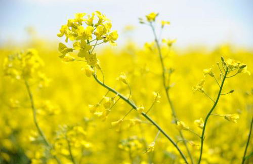Bauernhof Koehlbrandt - Foto 44