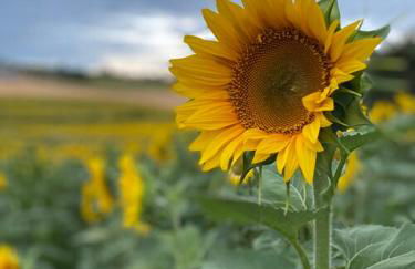 Maison d'Amis - Foto 26