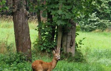 Agroturystyka u Strażaka - Foto 4