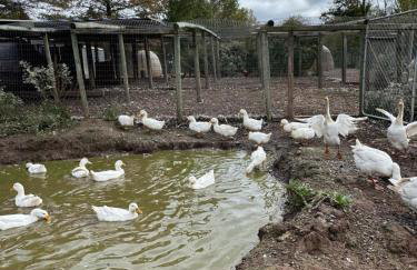 Bucks County Home Farm Philadelphia Dog Friendly - Foto 65