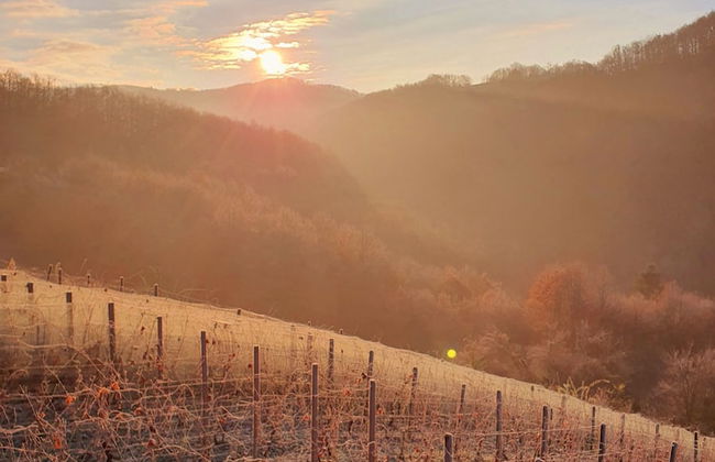 Vineyard cottage Matej - Foto 46