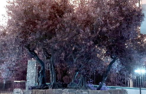 Menzel el Emir - Foto 36