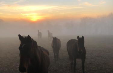 Le Buscagneau - Foto 43