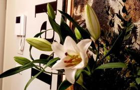 SKY LOFT Nuovissimo vicinanze Metro - Foto 1