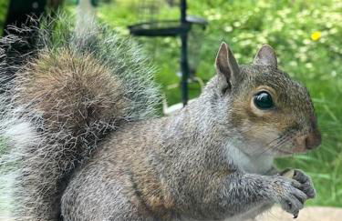 Peak Retreat - Foto 36