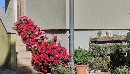 Kelk Loznati - Foto 3