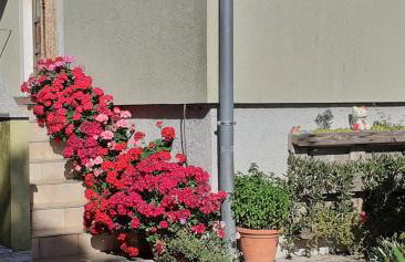 Kelk Loznati - Foto 3