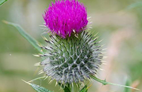 Fun holiday lodges in historic walled garden near Falkirk, Heart of Scotland Holidays - Foto 29