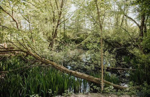 Eifelhüttchen Blaumeise - Foto 8