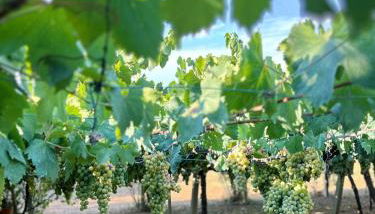 Casa Vacanze Podere Radici - Foto 4, Garden