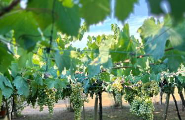 Casa Vacanze Podere Radici - Foto 4