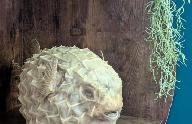 Maison atypique pour 4 personnes - proche plage - Foto 14