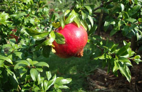 Apartment Mirta - Foto 23